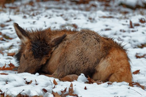 Z5E_0998-NEF_DxO_DeepPRIME_Nik-DeNoiseAI-standard_Nik_DxO