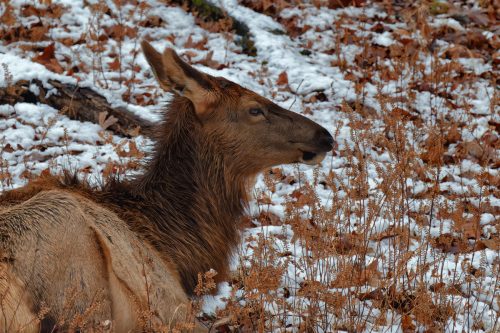 Z5E_1000-NEF_DxO_DeepPRIME_Nik-DeNoiseAI-standard_Nik_DxO