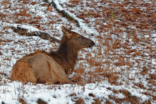Z5E_1001-NEF_DxO_DeepPRIME_Nik-DeNoiseAI-standard_Nik_DxO