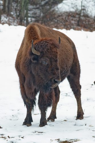 Z5E_1008-NEF_DxO_DeepPRIME_Nik-DeNoiseAI-standard_Nik_DxO