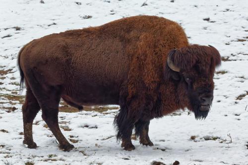 Z5E_1020-NEF_DxO_DeepPRIME_Nik-DeNoiseAI-standard_Nik_DxO