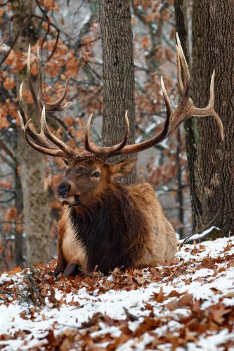 Z5E_1026-NEF_DxO_DeepPRIME_Nik-DeNoiseAI-standard_Nik_DxO