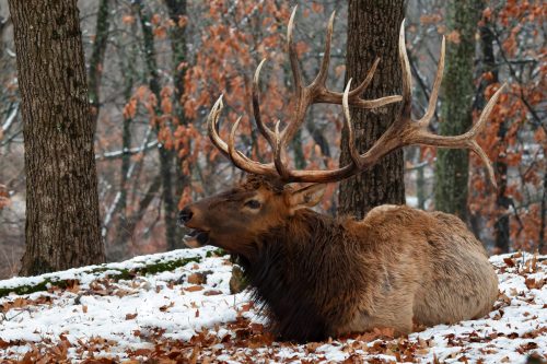 Z5E_1033-NEF_DxO_DeepPRIME_Nik-DeNoiseAI-standard_Nik_DxO