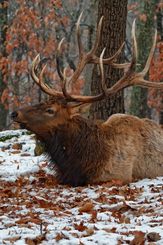 Z5E_1034-NEF_DxO_DeepPRIME_Nik-DeNoiseAI-standard_Nik_DxO