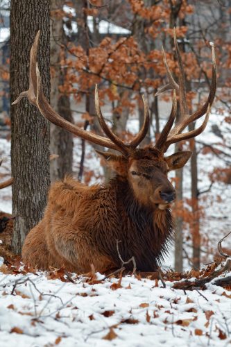 Z5E_1037-NEF_DxO_DeepPRIME_Nik-DeNoiseAI-standard_Nik_DxO-1
