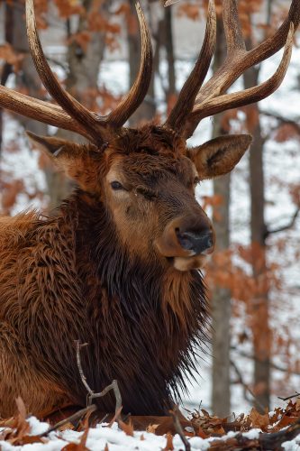 Z5E_1037-NEF_DxO_DeepPRIME_Nik-DeNoiseAI-standard_Nik_DxO