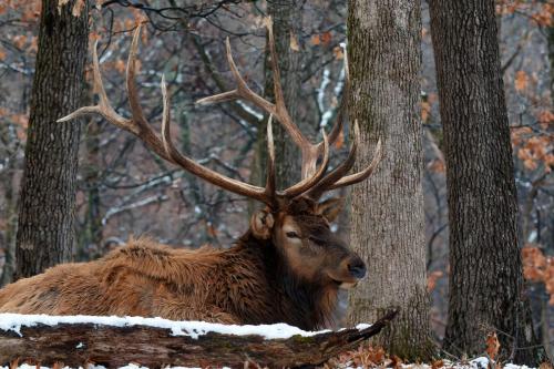 Z5E_1043-NEF_DxO_DeepPRIME_Nik-DeNoiseAI-standard_Nik_DxO