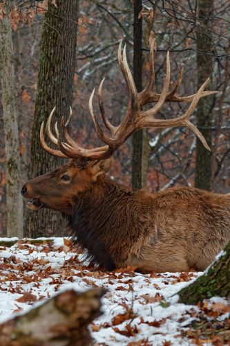 Z5E_1045-NEF_DxO_DeepPRIME_Nik-DeNoiseAI-standard_Nik_DxO-1