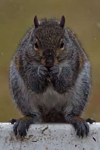 Z5E_1061_Nik-DeNoiseAI-standard_Nik_DxO