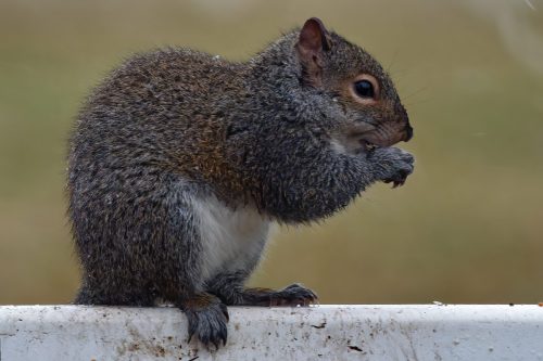 Z5E_1066_Nik-DeNoiseAI-standard_Nik_DxO