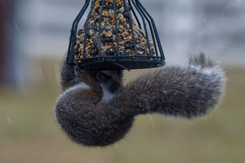 Z5E_1067-NEF_DxO_DeepPRIME_Nik-DeNoiseAI-standard_Nik_DxO