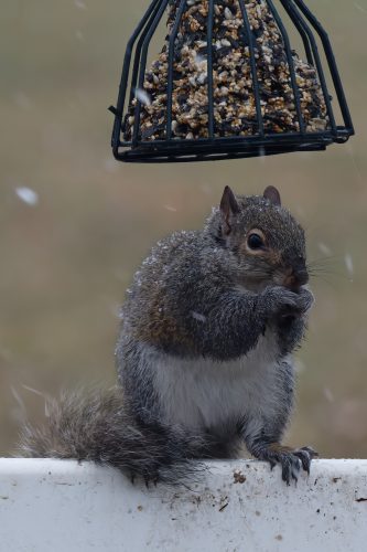 Z5E_1069-NEF_DxO_DeepPRIME_Nik-DeNoiseAI-standard_DxO