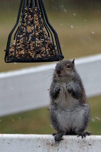 Z5E_1076-NEF_DxO_DeepPRIME_Nik-DeNoiseAI-raw_Nik_DxO