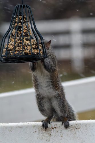 Z5E_1083-NEF_DxO_DeepPRIME_Nik_Nik-DeNoiseAI-standard_Nik_DxO