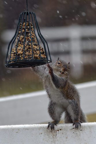 Z5E_1089_Nik-DeNoiseAI-standard-SharpenAI-Standard_Nik_DxO