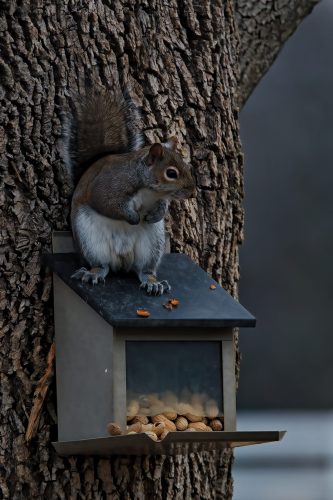 Z5E_1286-NEF_DxO_DeepPRIME_Nik-DeNoiseAI-standard_Nik_DxO