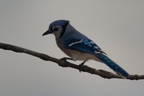 Z5E_1288-NEF_DxO_DeepPRIME_Nik-DeNoiseAI-standard_Nik_DxO