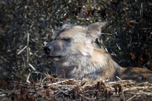 Z5E_1366_Nik-DeNoiseAI-standard_Nik_DxO