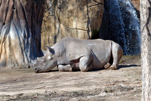 Z5E_1370_Nik-DeNoiseAI-standard_Nik_DxO