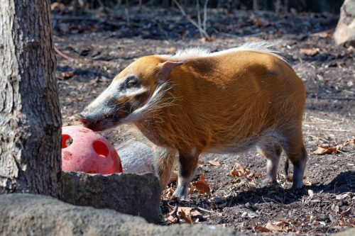 Z5E_1372_Nik-DeNoiseAI-standard_Nik_DxO