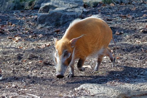 Z5E_1374-NEF_DxO_DeepPRIME_Nik-DeNoiseAI-clear_Nik_DxO