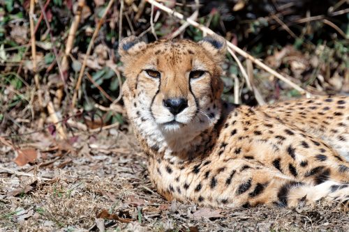 Z5E_1382-NEF_DxO_DeepPRIME_Nik-DeNoiseAI-standard_Nik_DxO