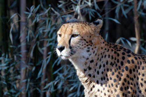 Z5E_1383-NEF_DxO_DeepPRIME_Nik-DeNoiseAI-standard_Nik_DxO