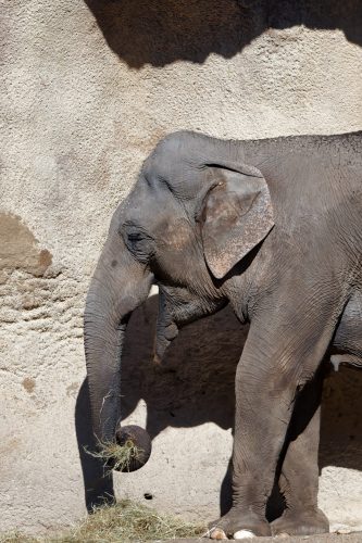 Z5E_1394-NEF_DxO_DeepPRIME_Nik-DeNoiseAI-standard_Nik_DxO