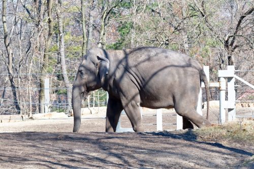 Z5E_1398_Nik-DeNoiseAI-standard_Nik_DxO