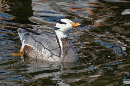 Z5E_1411-NEF_DxO_DeepPRIME_Nik-DeNoiseAI-standard_Nik_DxO