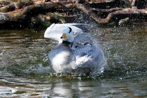 Z5E_1419-NEF_DxO_DeepPRIME_Nik-DeNoiseAI-standard_Nik_DxO