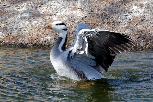 Z5E_1425-NEF_DxO_DeepPRIME_Nik-DeNoiseAI-standard_Nik_DxO