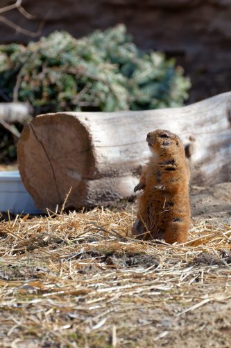 Z5E_1434-NEF_DxO_DeepPRIME_Nik-DeNoiseAI-standard_Nik_DxO