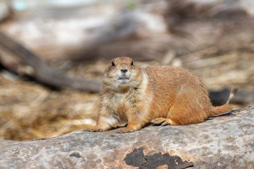 Z5E_1440-NEF_DxO_DeepPRIME_Nik-DeNoiseAI-standard_Nik_DxO