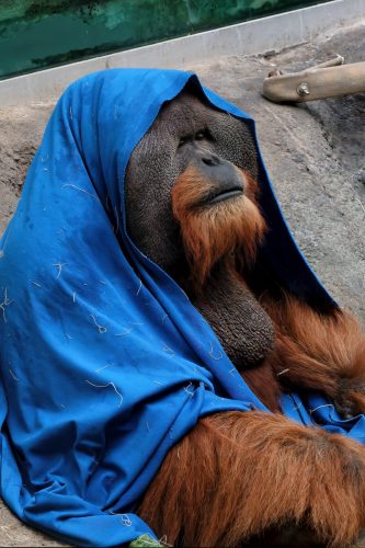 Z5E_1448-NEF_DxO_DeepPRIME_Nik-DeNoiseAI-standard_Nik_DxO_DxO