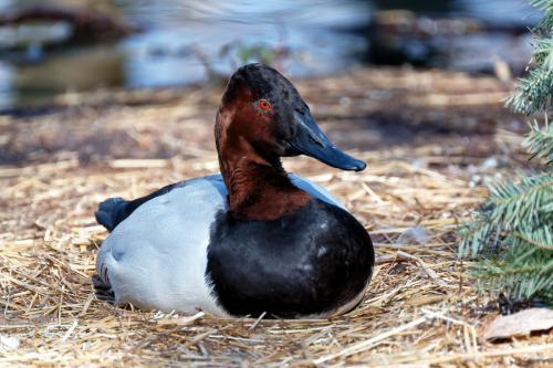 Z5E_1467-NEF_DxO_DeepPRIME_Nik-DeNoiseAI-clear_Nik_DxO