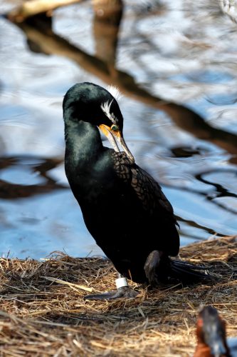 Z5E_1475-NEF_DxO_DeepPRIME_Nik-DeNoiseAI-standard_Nik_DxO