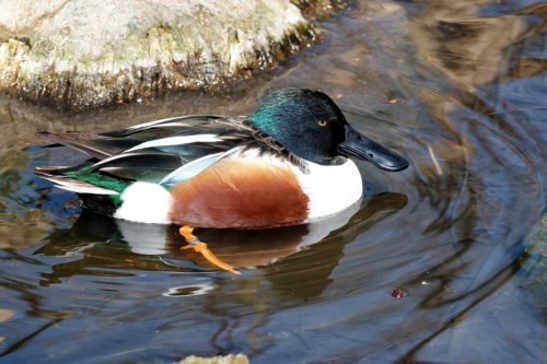 Z5E_1478-NEF_DxO_DeepPRIME_Nik-DeNoiseAI-standard_Nik_DxO