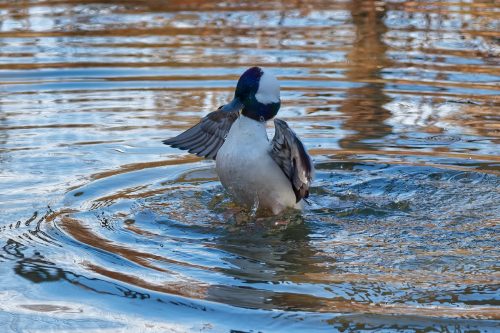 Z5E_1487-NEF_DxO_DeepPRIME_Nik-DeNoiseAI-standard_Nik_DxO