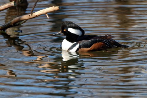 Z5E_1499-NEF_DxO_DeepPRIME_Nik-DeNoiseAI-standard_Nik_DxO