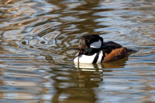 Z5E_1508-NEF_DxO_DeepPRIME_Nik-DeNoiseAI-standard_Nik_DxO