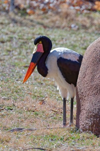 Z5E_1514-NEF_DxO_DeepPRIME_Nik-DeNoiseAI-standard_Nik_DxO