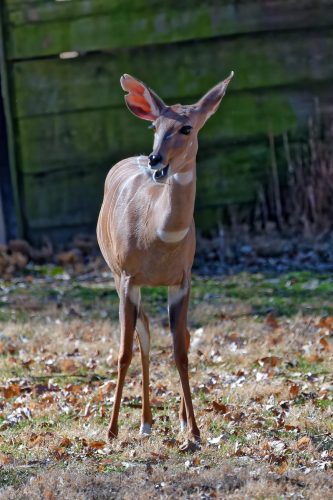 Z5E_1515_Nik-DeNoiseAI-standard_Nik_DxO