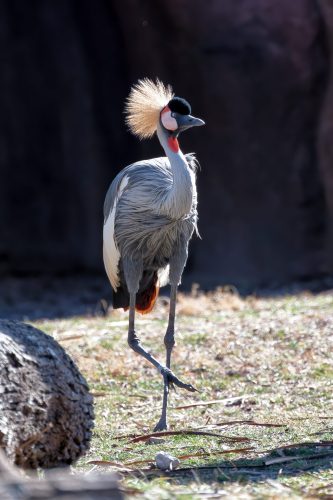 Z5E_1523-NEF_DxO_DeepPRIME_Nik-DeNoiseAI-standard_Nik_DxO