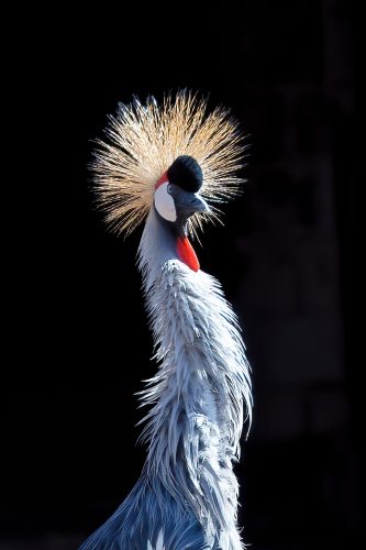 Z5E_1531-NEF_DxO_DeepPRIME_Nik-DeNoiseAI-standard_Nik_DxO