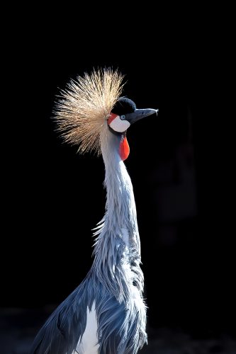 Z5E_1533-NEF_DxO_DeepPRIME_Nik-DeNoiseAI-standard_Nik_DxO