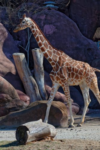 Z5E_1537-NEF_DxO_DeepPRIME_Nik-DeNoiseAI-standard_Nik_DxO