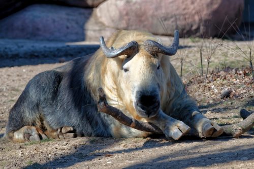 Z5E_1545-NEF_DxO_DeepPRIME_Nik-DeNoiseAI-standard_Nik_DxO