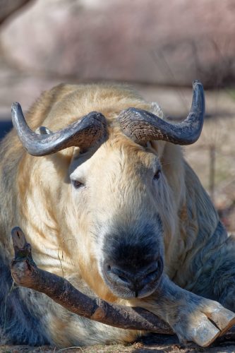 Z5E_1546-NEF_DxO_DeepPRIME_Nik-DeNoiseAI-standard_Nik_DxO