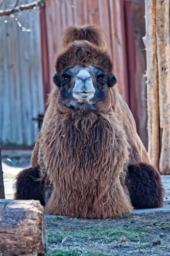 Z5E_1552-NEF_DxO_DeepPRIME_Nik-DeNoiseAI-standard_Nik_DxO_DxO